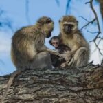 what to pack for your safari