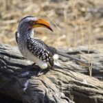 sabi sands