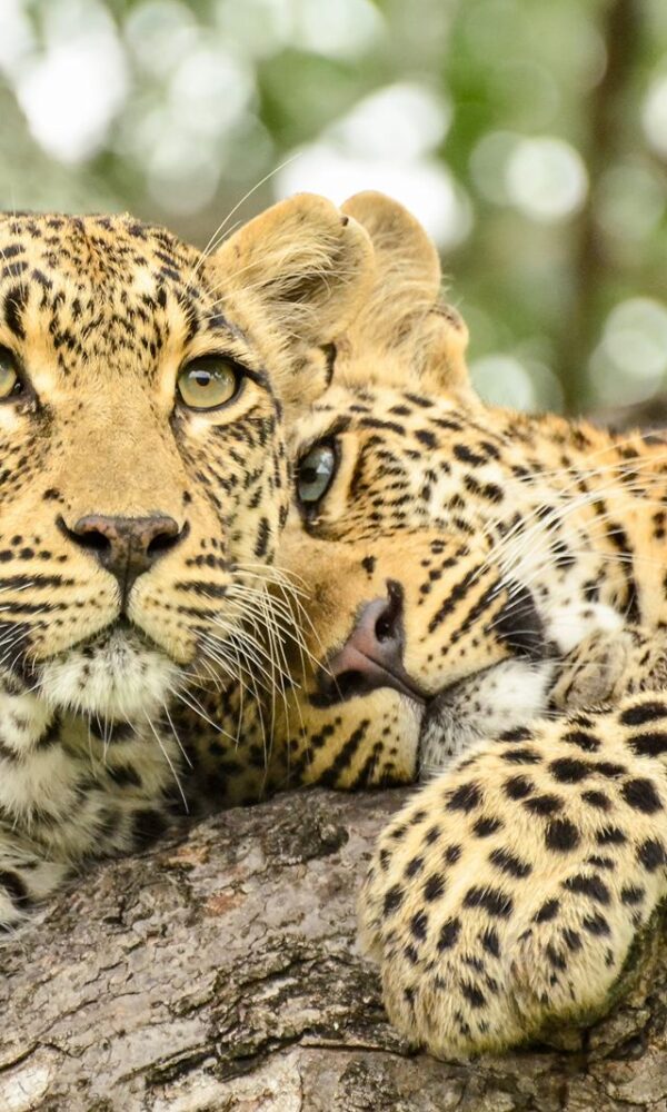 4-Day Kruger National Park Essential Safari