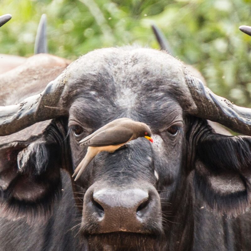 Buffalo and bird
