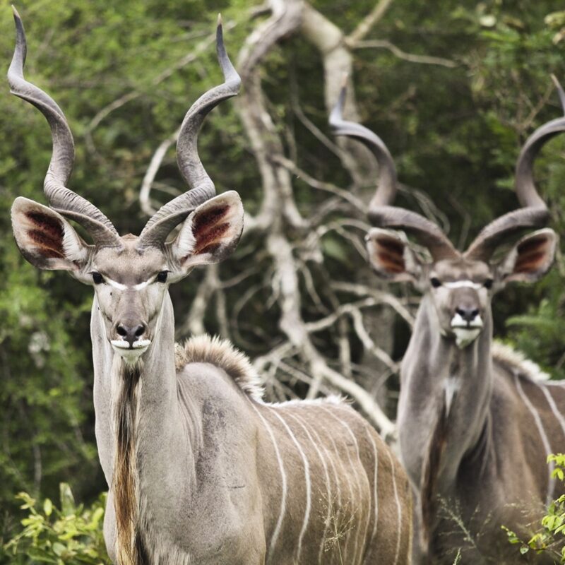 Kudu Males Staring