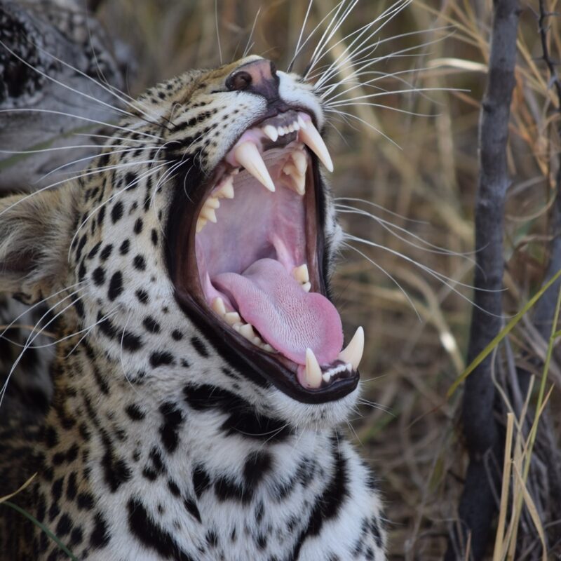 Leopard Yawning